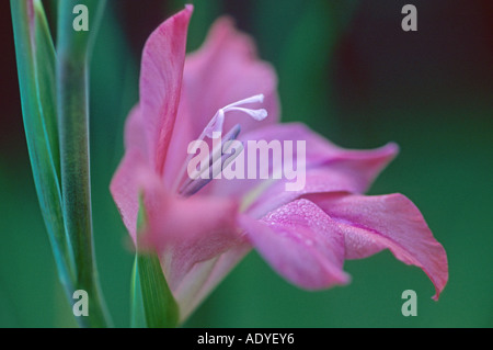 Gladiolus (Gladiolus spec.), fiore, vista laterale, GERMANIA Baden-Wuerttemberg Foto Stock