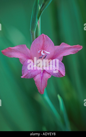 Gladiolus (Gladiolus spec.), fiore, vista frontale, GERMANIA Baden-Wuerttemberg Foto Stock