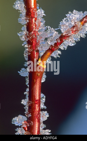 Corniolo, dogberry (Cornus sanguinea), ramoscello con trasformata per forte gradiente frost, Germania Foto Stock