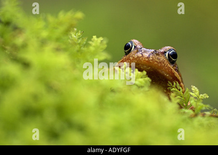 Rana comune, erba (rana temporaria rana), al amphibien migrazione in primavera, Germania Foto Stock