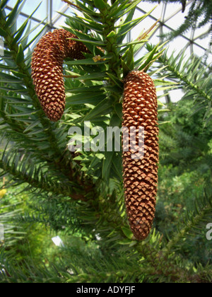 Pino brasiliano (Araucaria angustifolia), infiorescenze maschili Foto Stock