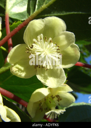 Tara Vine Bower Actinidia, Mini Kiwi (Actinidia arguta), fiore Foto Stock