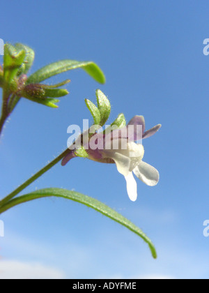 Piccolo toadflax, comune di bocca di leone nani (Chaenorhinum minus, Chaenarhinum meno), fiore con sperone contro il cielo blu Foto Stock