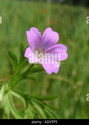 A lungo sgambate cranesbill, lungo picciolo cranesbill (Geranium columbinum), fiore Foto Stock