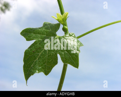 White bryony (Bryonia dioica, Bryonia cretica ssp. dioica), a foglia e fiore femmina contro il cielo blu Foto Stock