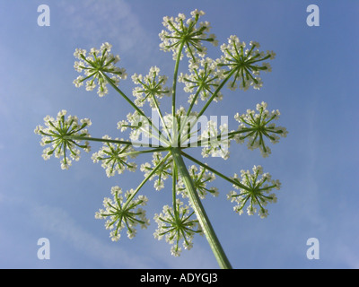 Grande (pignut Bunium bulbocastanum, Bunium bulbocastaneum), infiorescenza contro il cielo blu Foto Stock