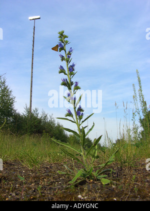 Blueweed, blu devil, viper dell bugloss, comune del viper-bugloss (Echium vulgare), impianti su terreni incolti industriali con farfalla (s Foto Stock