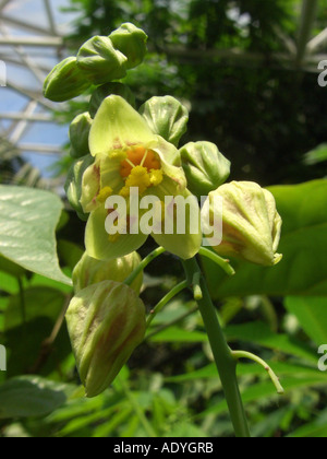 La manioca, manioca Tapioc, Tapioca (Manihot esculenta), fiore maschio Foto Stock