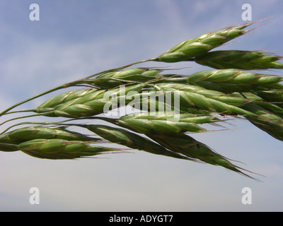 Cheat, scacchi, segala brome, bromegrass (Bromus secalinus), spikelets Foto Stock