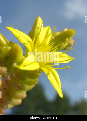 Stonecrop comune, mordere stonecrop, mossy stonecrop, parete di pepe, oro-moss (Sedum acre), unico fiore Foto Stock