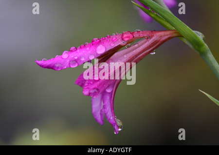 Fiore con gocce di pioggia Gladiolus spec. Foto Stock