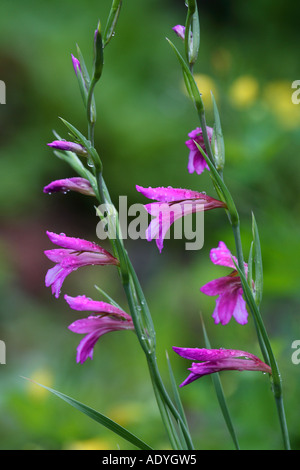 Fiori con gocce di pioggia Gladiolus spec. Foto Stock