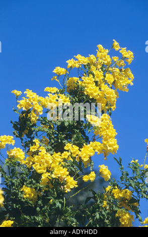 Trumpetbush giallo, giallo campane, giallo sambuco (Tecoma stans), fioritura, Egitto. Foto Stock