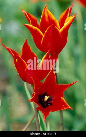 Giardino in comune tulip (Tulipa spec.), fiori Foto Stock