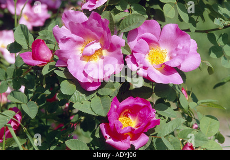 Il francese rosa (rosa gallica), fioritura, Germania. Foto Stock