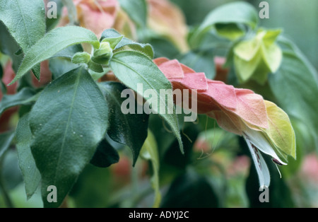 Impianto di gamberetti, gamberi messicano impianto (Justicia brandegeana, Beloperonne guttata, Drejerella guttata), fioritura Foto Stock