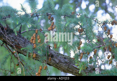 Giapponese larice (Larix kaempferi), ramoscello con coni, Giappone. Foto Stock