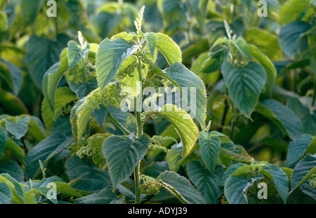 Legno ortica (Laportea canadensis), germogliare in controluce, Nord America. Foto Stock