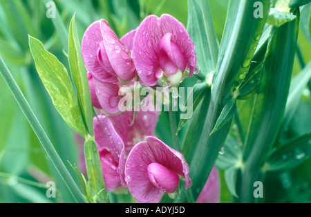 Pisello dolce (Lathyrus odoratus), fiori Foto Stock