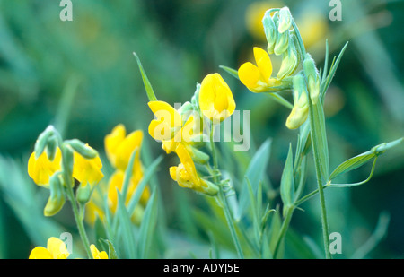 Prato peavine, meadow vetchling, giallo vetchling (Lathyrus pratensis), la fioritura. Foto Stock