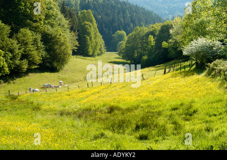 Im Nationalpark Kellerwald Edersee Deutschland Foto Stock