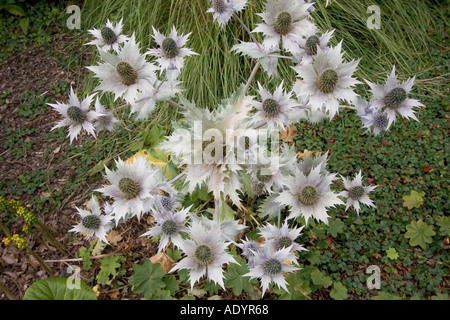 Il Beth Chatto Gardens Elmstead mercato vicino a Colchester Essex Foto Stock