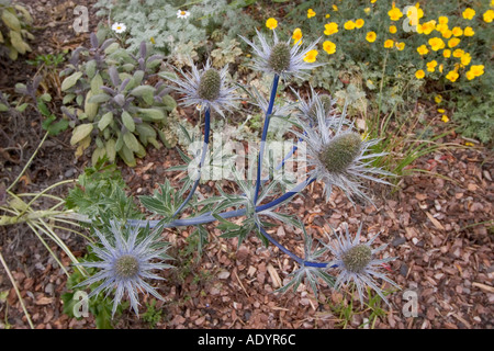 Il Beth Chatto Gardens Elmstead mercato vicino a Colchester Essex Foto Stock