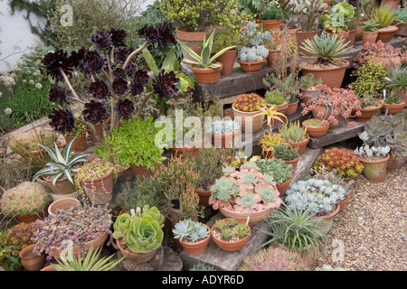 Angolo del Beth Chatto Gardens Elmstead mercato vicino a Colchester Essex GB UK Foto Stock