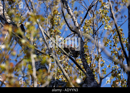 Northern Flicker coppia accoppiata Colaptes auratus Foto Stock