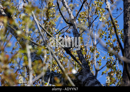 Northern Flicker coppia accoppiata Colaptes auratus Foto Stock