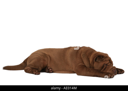 Shar Pei, Cinese Shar-Pei (Canis lupus f. familiaris), dormendo Foto Stock