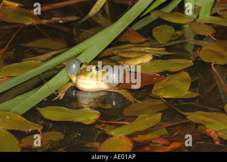 Rana di palude, il lago di rana (Rana ridibunda), gracchia tra lenticchia d'acqua, in Germania, in Baviera Foto Stock