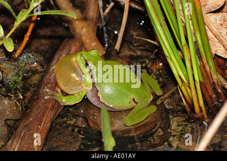 Treefrog europea, treefrog comune, Central European treefrog (Hyla arborea), gracchia maschio, in Germania, in Baviera Foto Stock