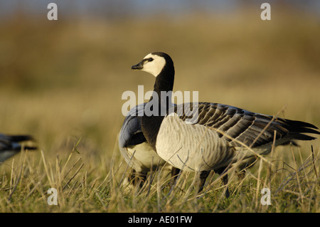 Barnacle goose (Branta leucopsis), individuo adulto nella luce del mattino, in Germania, in Renania settentrionale-Vestfalia Foto Stock