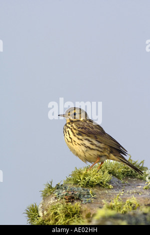 Prato pitpit (Anthus pratensis), su snag, Regno Unito, Scozia, Islay Foto Stock