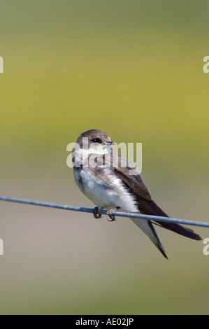 Sabbia martin (Riparia Riparia), atterrato su un filo, Regno Unito, Scozia, Islay Foto Stock