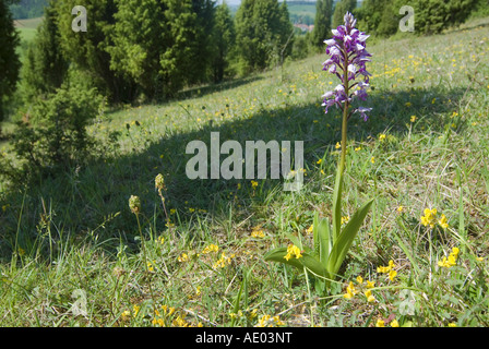 Orchidea militare (Orchis militaris), nel biotopo, Germania, Bassa Sassonia Foto Stock