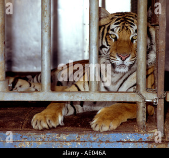 Circus tiger dietro a graticcio Foto Stock