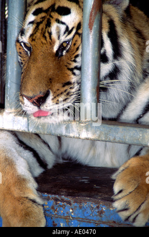 Circus tiger dietro a graticcio Foto Stock