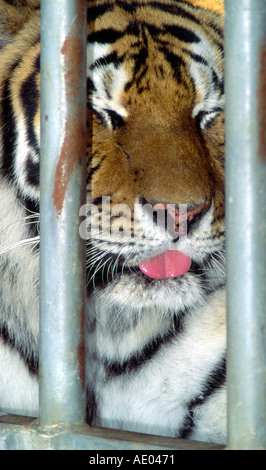 Circus tiger dietro trellis stanco Foto Stock