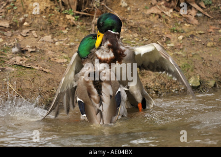 Il germano reale (Anas platyrhynchos), due i draghetti combattimenti durante la stagione di accoppiamento, Germania Foto Stock