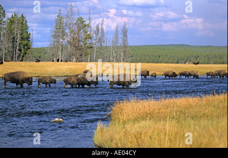 Bison bison bison buffalo piccola mandria di bisonti crossong un fiume in autunno nel Parco Nazionale di Yellowstone USA Foto Stock