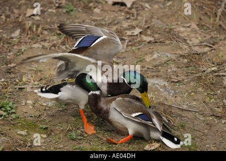 Il germano reale (Anas platyrhynchos), due i draghetti combattimenti durante la stagione di accoppiamento, Germania Foto Stock