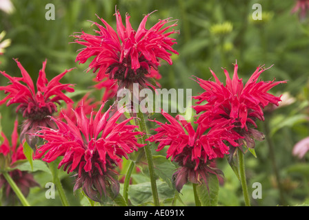 Monarda vista giardino nel pieno fiore luglio Inghilterra Foto Stock