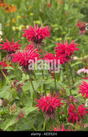 Monarda 'Vista Giardino Scarlet' In piena fioritura luglio Inghilterra Foto Stock