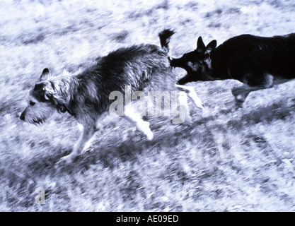 Cane morde un altro cane di corsa Foto Stock