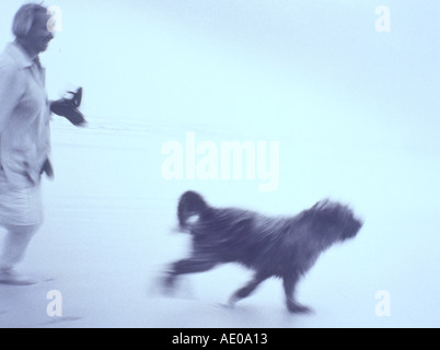 Cane morde un altro cane di corsa Foto Stock