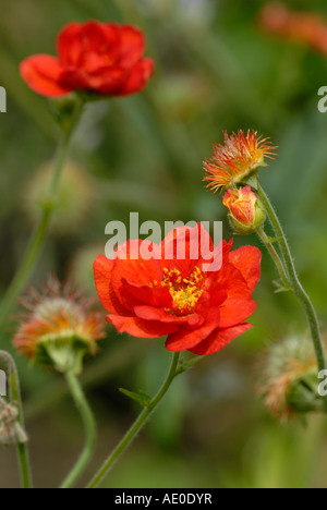 Geum onorevole Bradshaw Foto Stock
