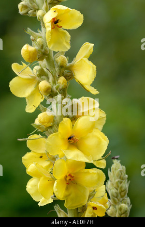 Fiore di Mullein, Verbascum thapsus, Galles, Regno Unito. Foto Stock