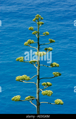 Agave americana Agave secolo stabilimento lungo la costa del Mar Ligure, Italia Foto Stock